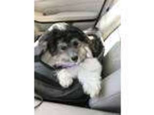 Havanese Puppy for sale in San Jose, CA, USA