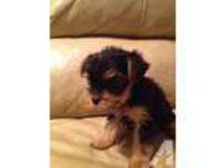 Yorkshire Terrier Puppy for sale in LINDEN, TX, USA