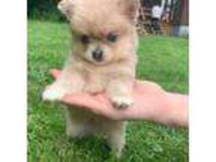 Pomeranian Puppy for sale in Kents Hill, ME, USA