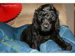 Labradoodle Puppy for sale in Littlestown, PA, USA