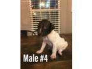 German Shorthaired Pointer Puppy for sale in Groesbeck, TX, USA