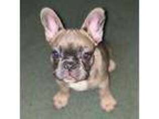 French Bulldog Puppy for sale in Houston, AL, USA