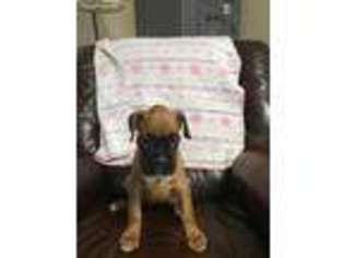 Boxer Puppy for sale in Lewisburg, KY, USA