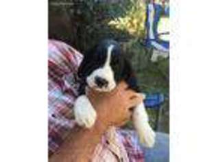 English Springer Spaniel Puppy for sale in Los Molinos, CA, USA