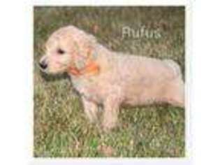 Goldendoodle Puppy for sale in Fenton, IL, USA