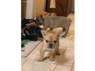 French Bulldog Puppy for sale in Bloomingdale, GA, USA
