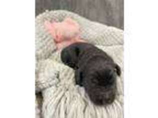Labradoodle Puppy for sale in Benton, LA, USA