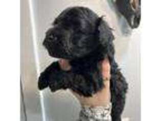 Schnoodle (Standard) Puppy for sale in Chicago, IL, USA
