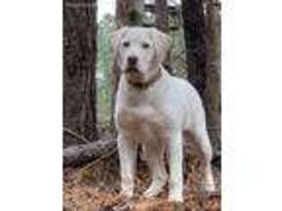 Labrador Retriever Puppy for sale in Cottondale, AL, USA