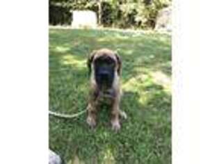 Cane Corso Puppy for sale in Ackerman, MS, USA