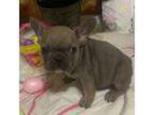 French Bulldog Puppy for sale in Claremore, OK, USA