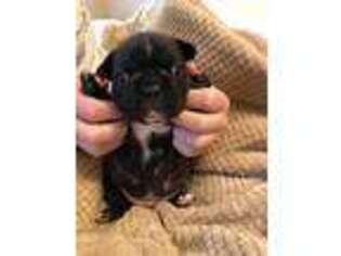 French Bulldog Puppy for sale in Montgomery, AL, USA