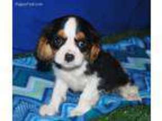 Cavalier King Charles Spaniel Puppy for sale in Hardy, AR, USA