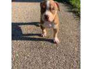 Mutt Puppy for sale in Lockport, NY, USA