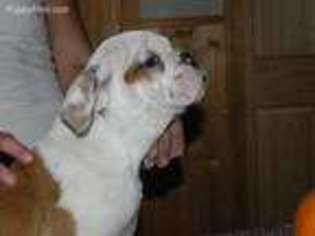 Bulldog Puppy for sale in Cannon Falls, MN, USA