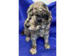 Mutt Puppy for sale in Jefferson, OH, USA