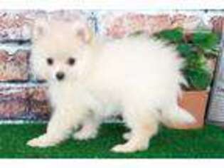Pomeranian Puppy for sale in Baltimore, MD, USA