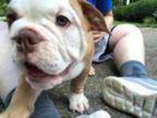 Bulldog Puppy for sale in Ashland, KY, USA