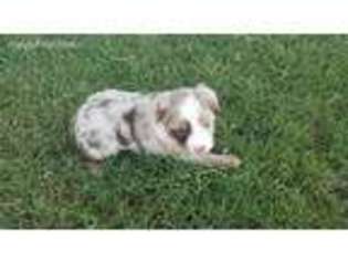 Miniature Australian Shepherd Puppy for sale in Justin, TX, USA
