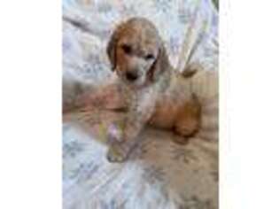 Goldendoodle Puppy for sale in Watertown, CT, USA