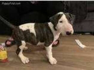 Bull Terrier Puppy for sale in Compton, CA, USA