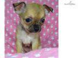 Chihuahua Puppy for sale in Salina, KS, USA