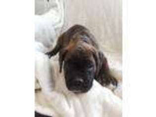 Boxer Puppy for sale in Yelm, WA, USA