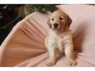 Golden Retriever Puppy for sale in Wimberley, TX, USA