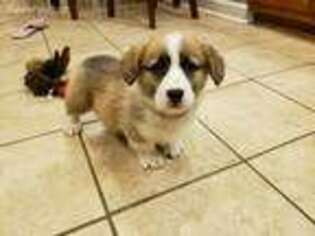 Pembroke Welsh Corgi Puppy for sale in Guthrie, KY, USA