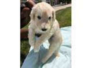 Goldendoodle Puppy for sale in Augusta, GA, USA