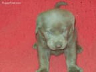 Labrador Retriever Puppy for sale in Muncie, IN, USA