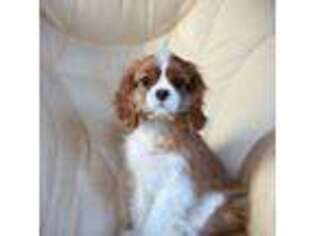 Cavalier King Charles Spaniel Puppy for sale in Bowie, MD, USA