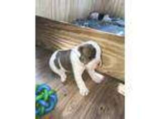Olde English Bulldogge Puppy for sale in Auburndale, FL, USA