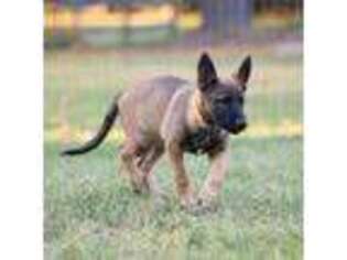 Belgian Malinois Puppy for sale in Ringgold, GA, USA