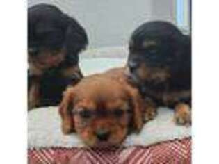 Cavalier King Charles Spaniel Puppy for sale in Euless, TX, USA