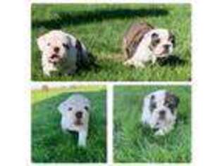 Bulldog Puppy for sale in New Plymouth, ID, USA