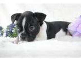 French Bulldog Puppy for sale in Fairfax, VA, USA