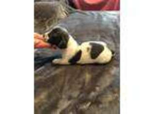 Dachshund Puppy for sale in Comanche, TX, USA