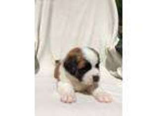 Saint Bernard Puppy for sale in Nashville, OH, USA