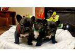 French Bulldog Puppy for sale in RIDGEFIELD, WA, USA