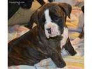 Boxer Puppy for sale in Sherrill, IA, USA