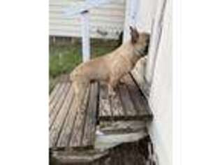 French Bulldog Puppy for sale in South Orange, NJ, USA