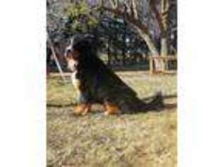 Bernese Mountain Dog Puppy for sale in Tetonia, ID, USA