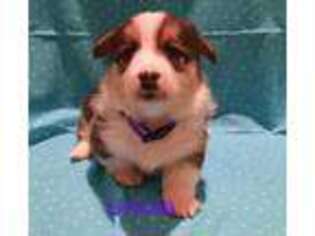 Pembroke Welsh Corgi Puppy for sale in Kiowa, CO, USA