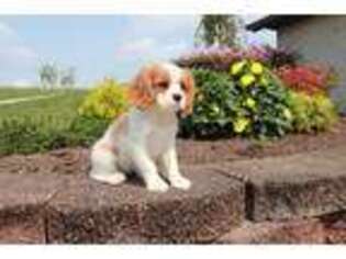 Cavalier King Charles Spaniel Puppy for sale in Berlin, OH, USA