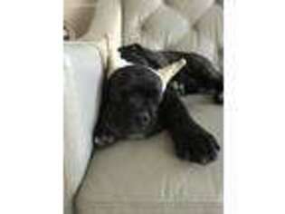 Cane Corso Puppy for sale in West Hills, CA, USA