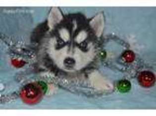 Siberian Husky Puppy for sale in New Haven, IN, USA