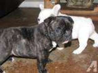 French Bulldog Puppy for sale in EMORY, TX, USA