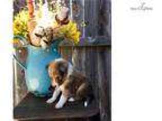 Shetland Sheepdog Puppy for sale in Oklahoma City, OK, USA