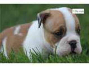 Beabull Puppy for sale in South Bend, IN, USA